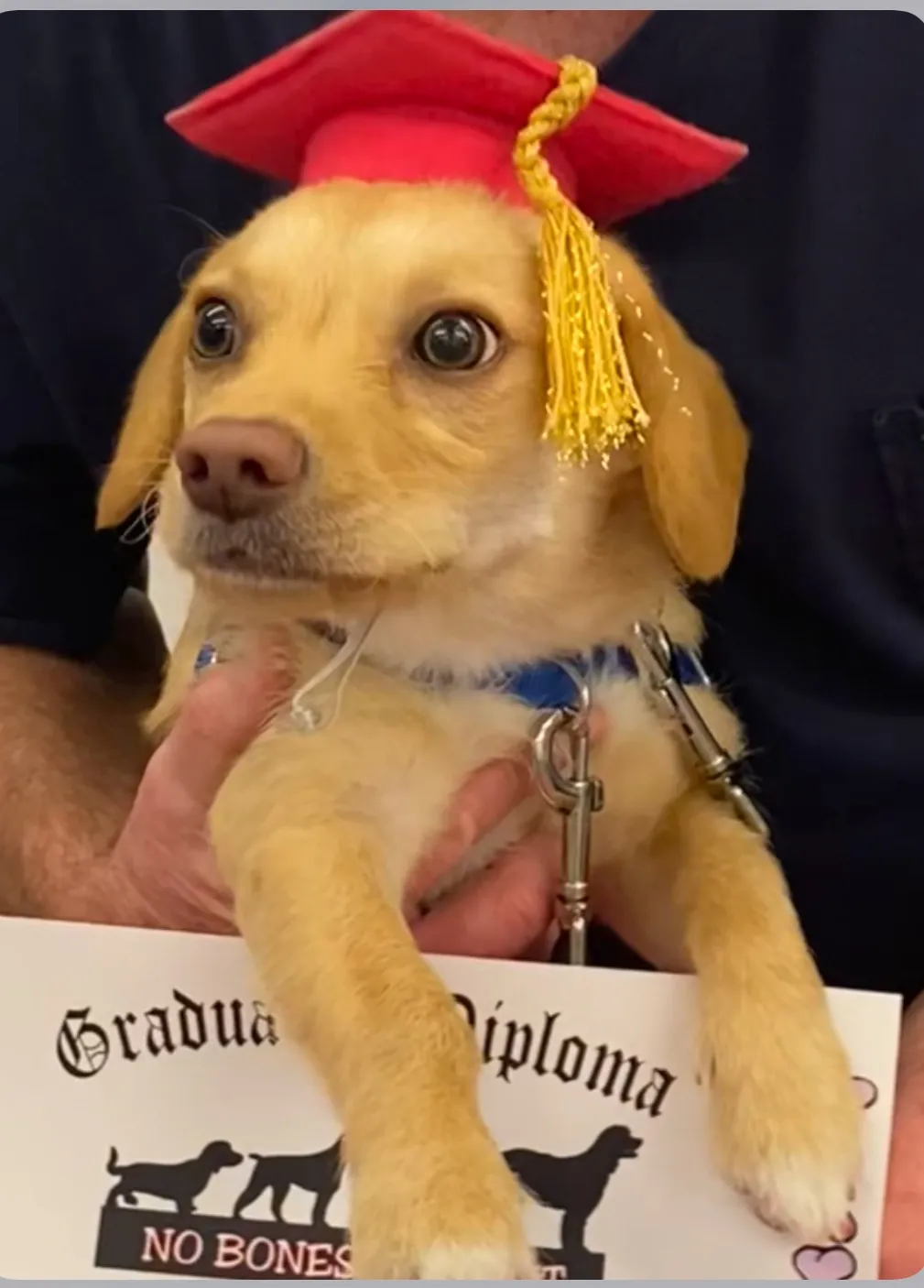 Happy graduate from puppy wellness program