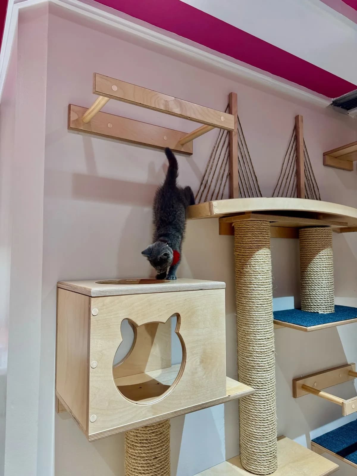 Playful kitten during a first vet visit wellness exam