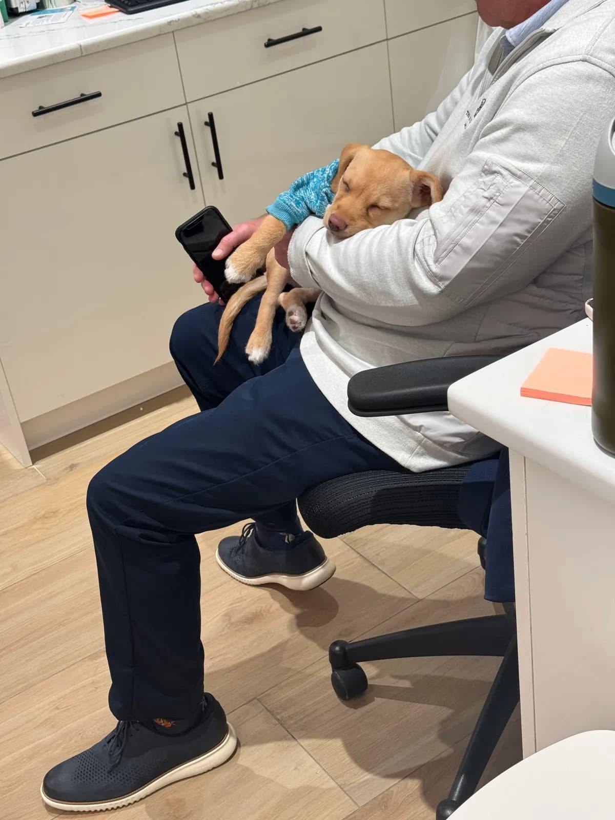 Cozy puppy resting after care