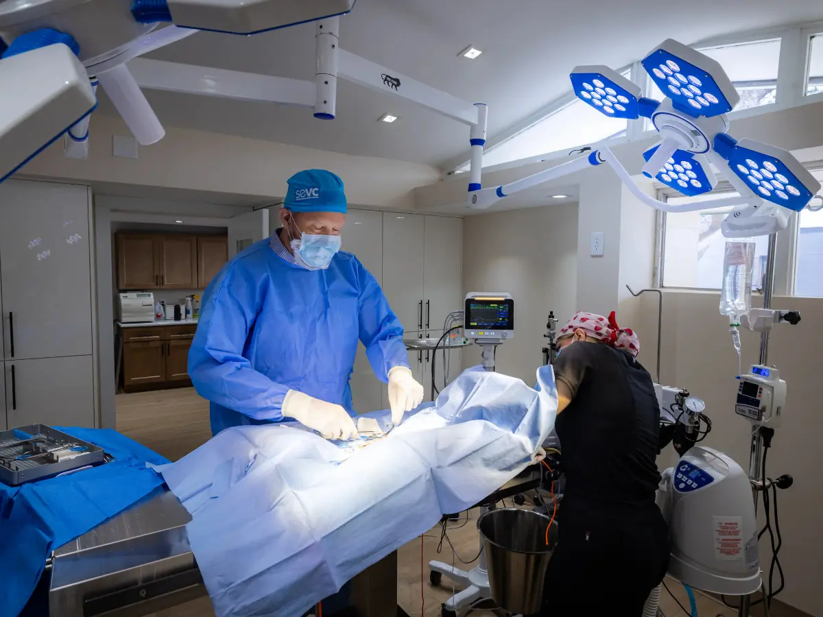 Veterinary team preparing for a spay neuter surgery with modern monitoring