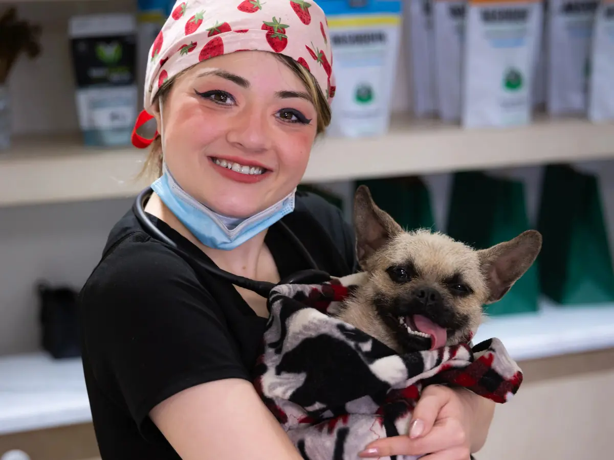 Veterinarian performing dental care on a pet at Skyway Animal Hospital