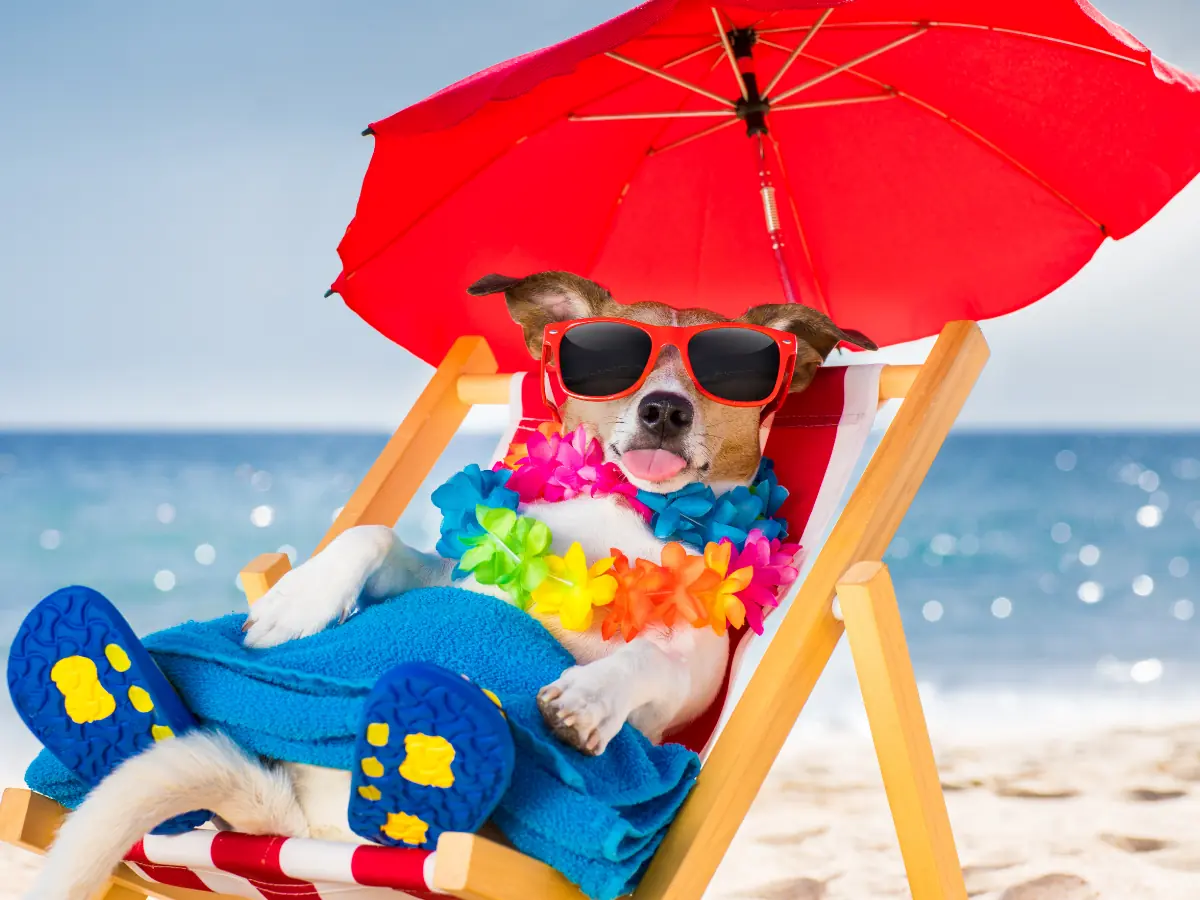 Senior dog receiving a gentle wellness exam from a caring veterinarian