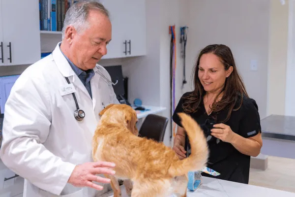 Veterinarian administering a vaccine to a dog at Skyway Animal Hospital