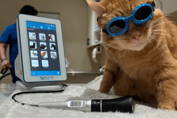 Cat receiving veterinary care with diagnostic goggles at Skyway Animal Hospital