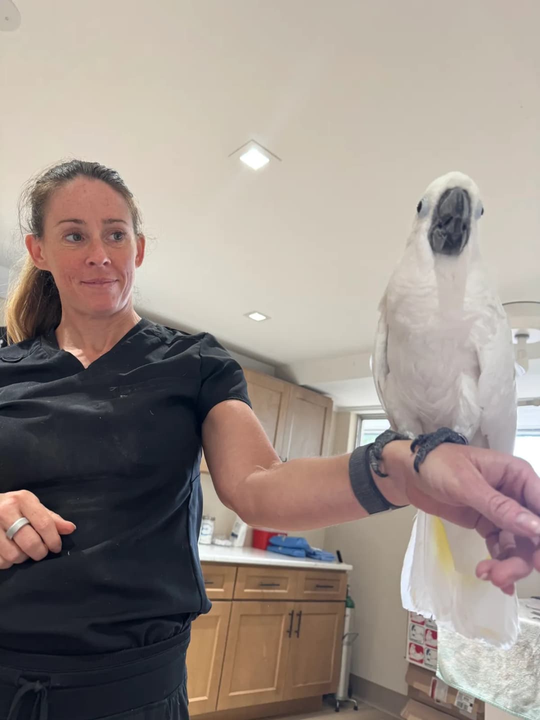 Same-day sick pet visits at Skyway Animal Hospital