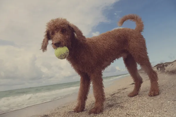 Pet-friendly beaches in St. Pete