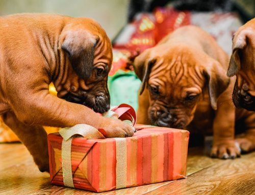 Happy Holidays with Your Pets: Simple Safety Tips