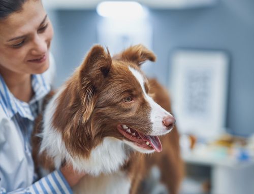 Understanding and Caring for Pets with Kidney Disease