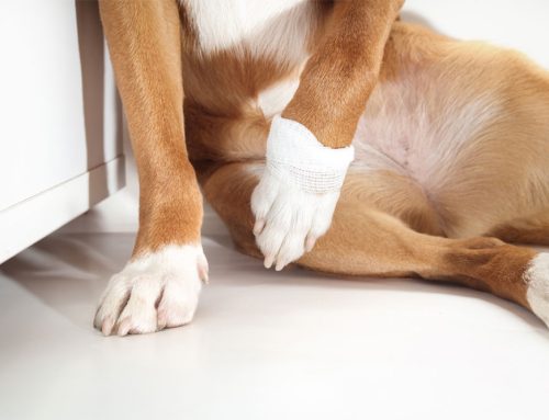Why Is My Pet Limping? Diagnostic Solutions for Concerned Pet Parents