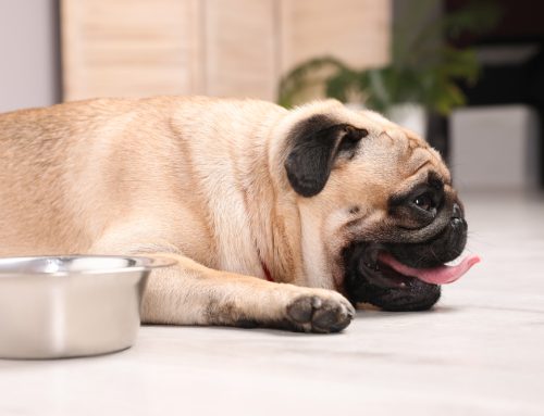 Protecting Your Pet from Extreme Summer Temperatures