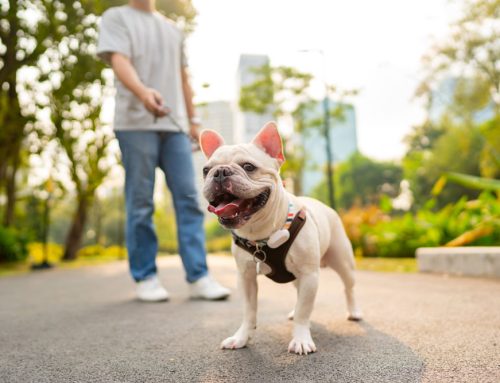 Beyond the Backyard: Safeguarding Your Pet from Diseases While Traveling
