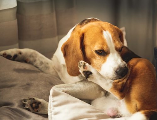 Is Your Pet Dehydrated? A Vet’s Guide to Keeping Your Pet Hydrated