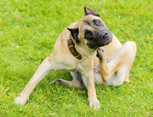 Seasonal Allergies in Pets: What’s Normal, What’s Not, and What Helps