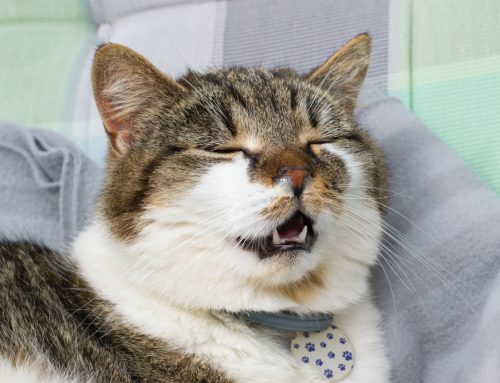 Understanding Feline Asthma: Symptoms and Management