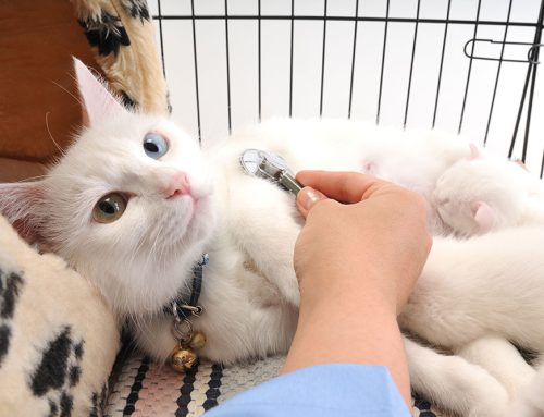 Understanding Feline Pancreatitis: Symptoms and Care