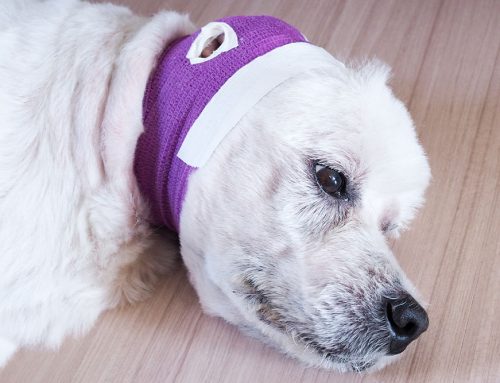 Recognizing and Treating Ear Hematomas in Dogs