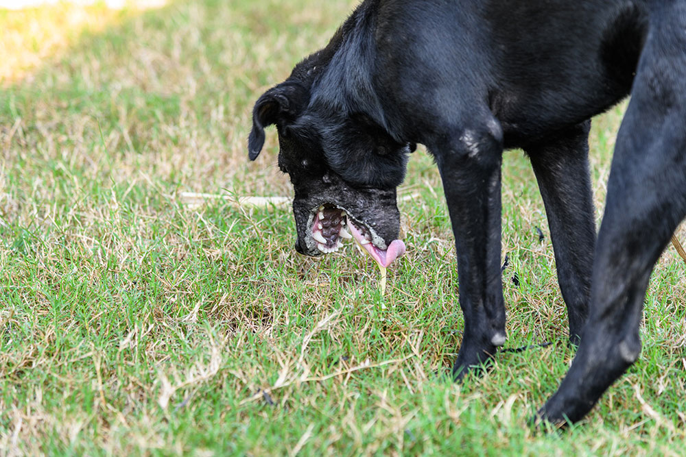Close-up of a black dog's head lowered, licking up or drooling a light yellow, foamy substance or bile onto short green grass. Image suggests dog sickness, vomiting, or digestive upset outdoors.