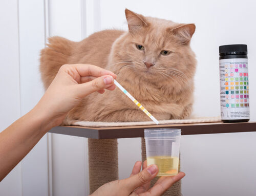 Urinary Stones: Diet Dissolution vs. Surgery