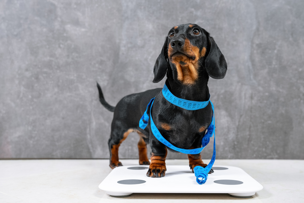 A black and tan Dachshund stands on a white digital scale with a blue measuring tape draped around its neck and body.