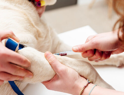 Auto-Immune blood diseases